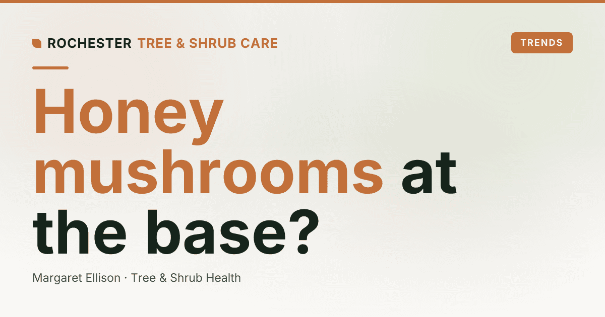 Armillaria Root Rot in Rochester: The Honey Mushrooms at the Base Are a Symptom