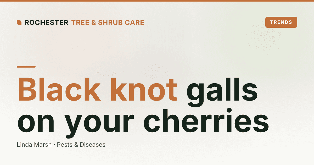 Black Knot on Cherry and Plum Trees in Rochester: The Black Swollen Galls Explained