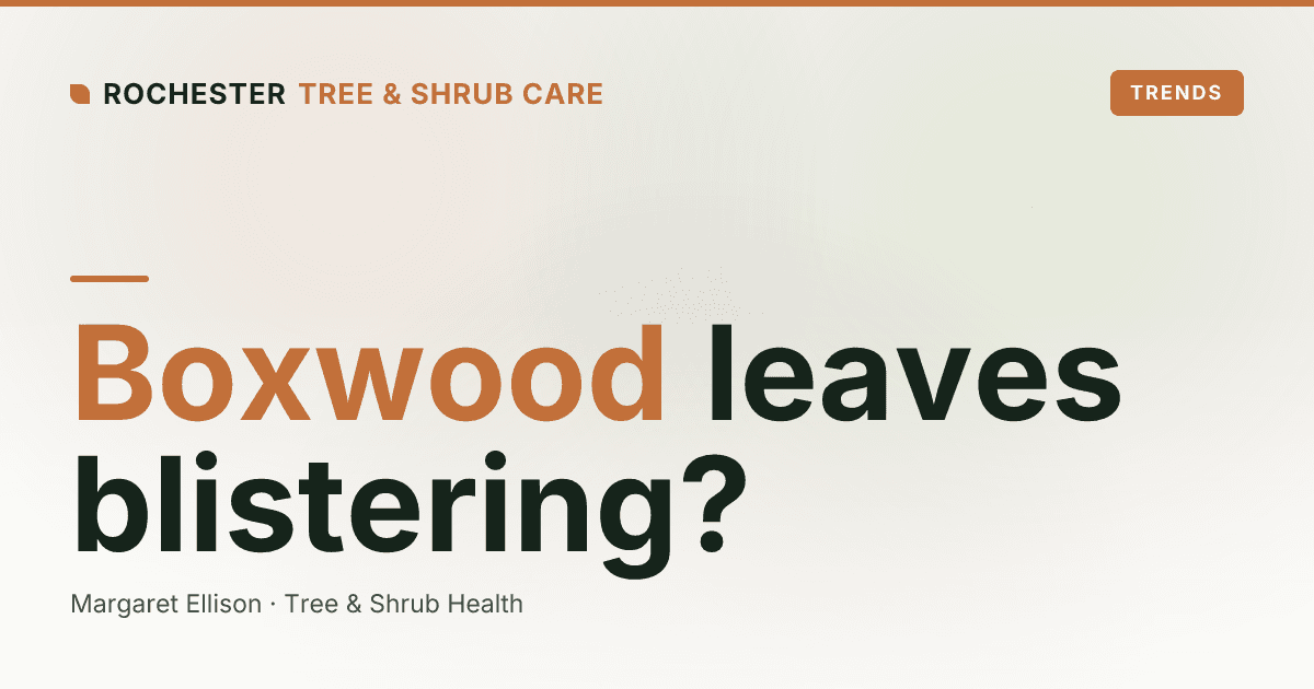 Boxwood Leafminer in Rochester: Blistered, Yellow Boxwood Leaves Explained