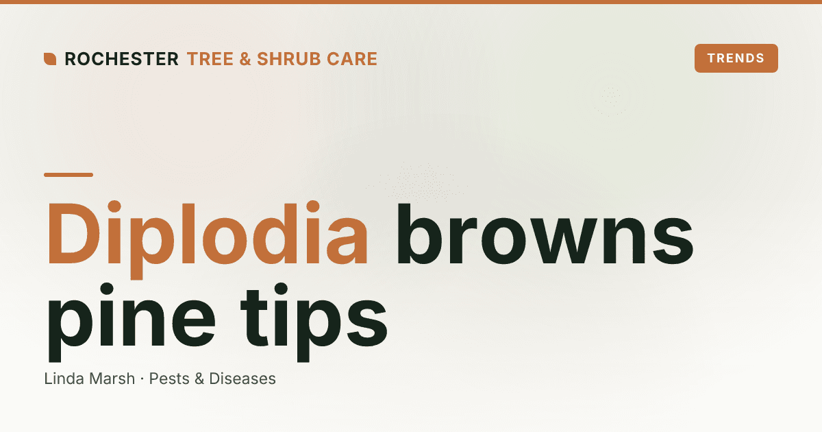 Diplodia Tip Blight on Rochester Pines: Why Austrian and Scotch Pine Tips Are Browning