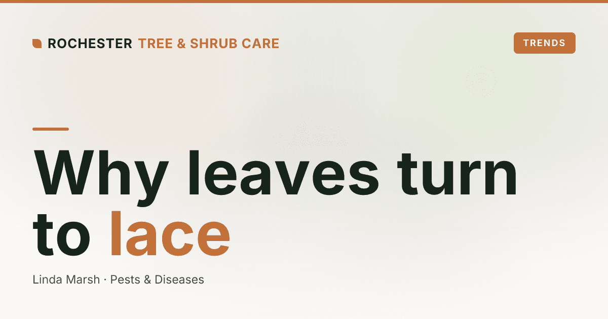 Japanese Beetle Damage on Rochester Trees and Shrubs: Why Leaves Look Like Lace