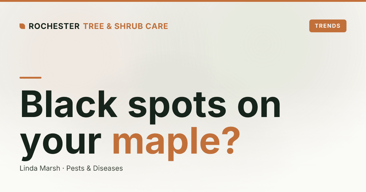 Maple Leaves With Black Spots in Rochester: Is It Tar Spot or Something Worse?