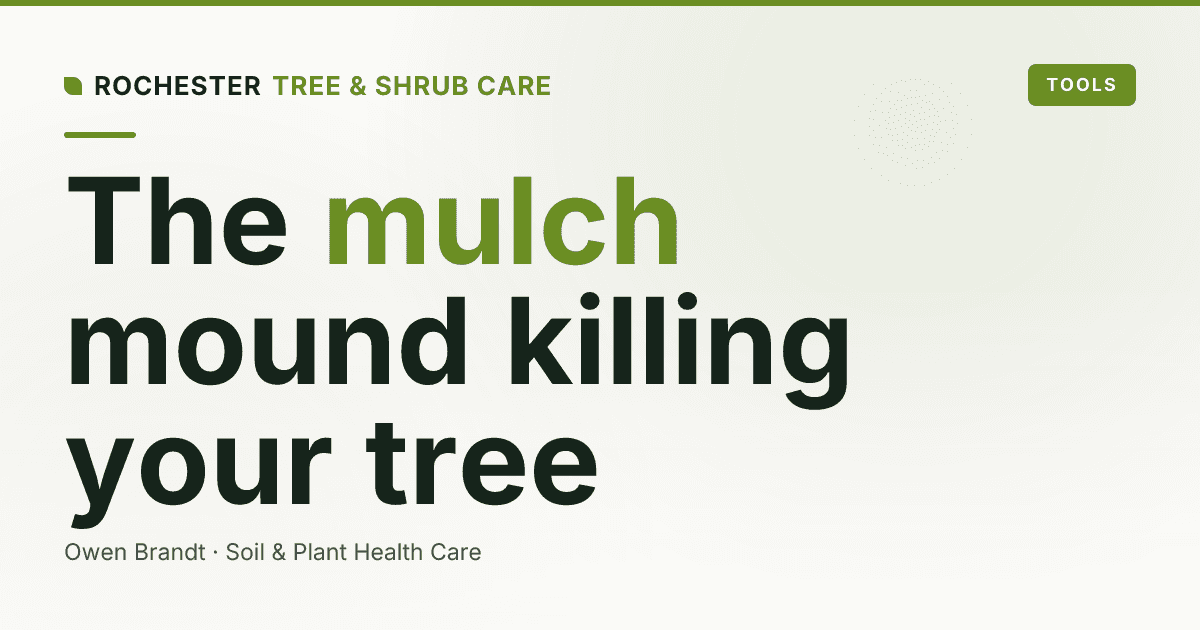 Mulch Volcanoes in Rochester: Why That Mound Around Your Tree Is Slowly Killing It