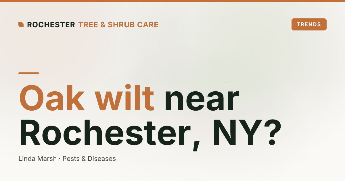 Oak Wilt in New York: Is It Near Rochester, and How to Tell Why Your Oak Is Dying