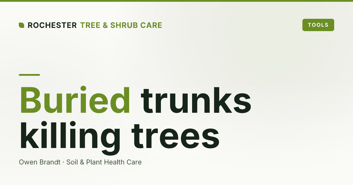 Root Collar Excavation in Rochester: How Buried Trunks and Girdling Roots Kill Trees