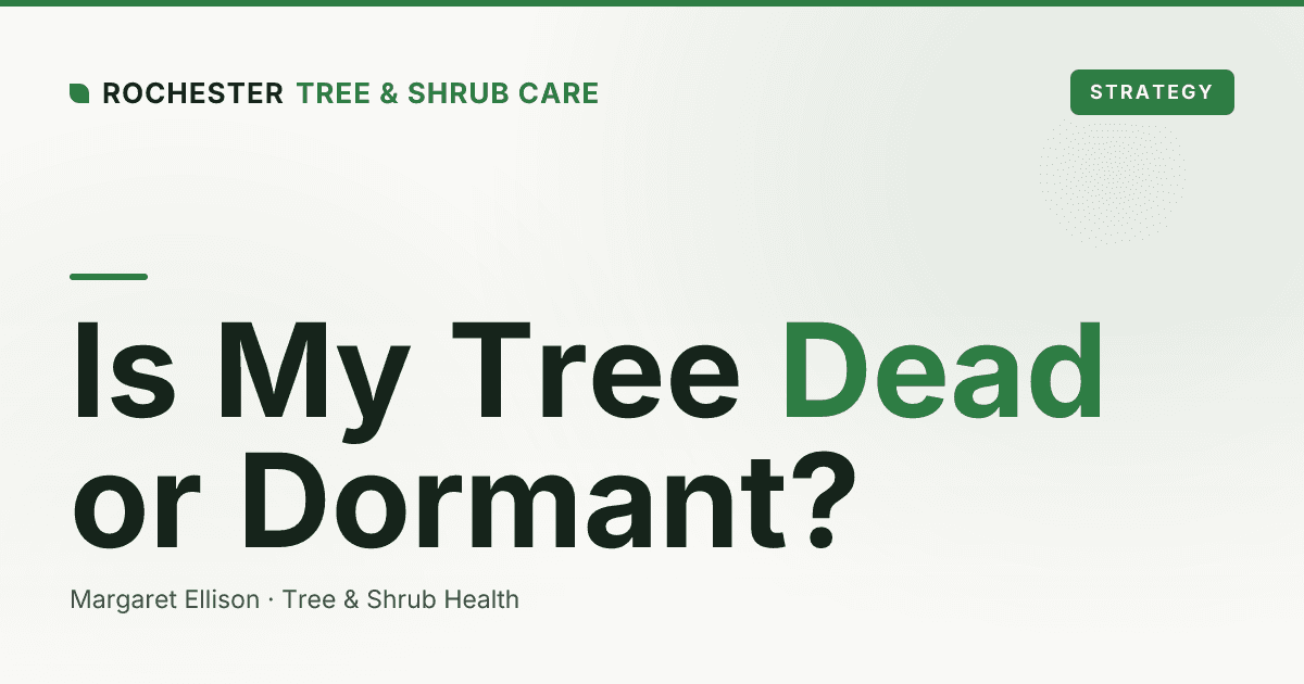 Is My Tree Dead or Just Dormant? How Rochester Homeowners Can Tell