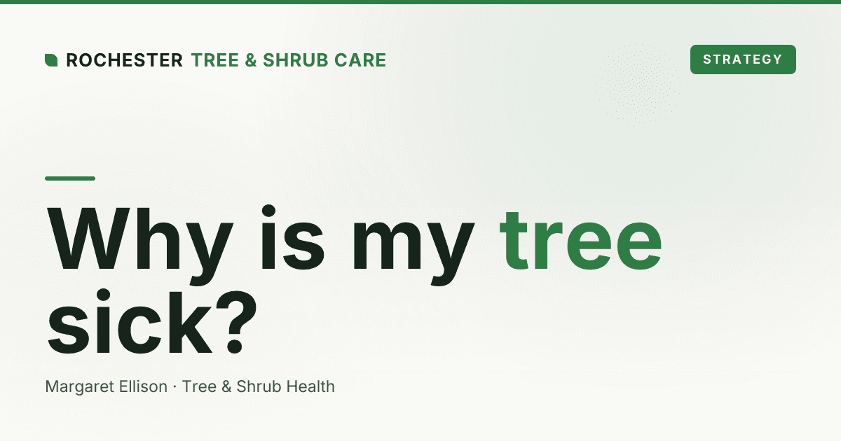 Why Is My Tree Sick? A Rochester Homeowner's Diagnostic Guide